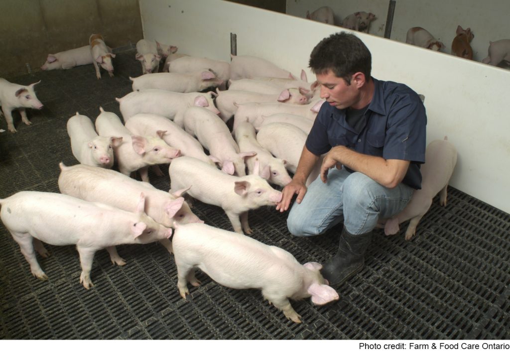 Man with pigs